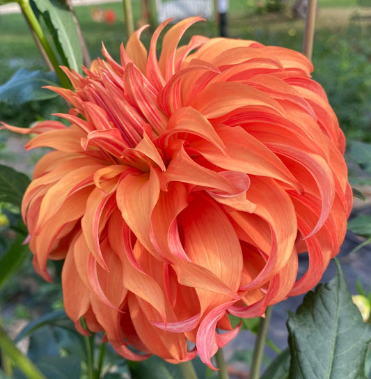 Bloomquist Jean - Tuber