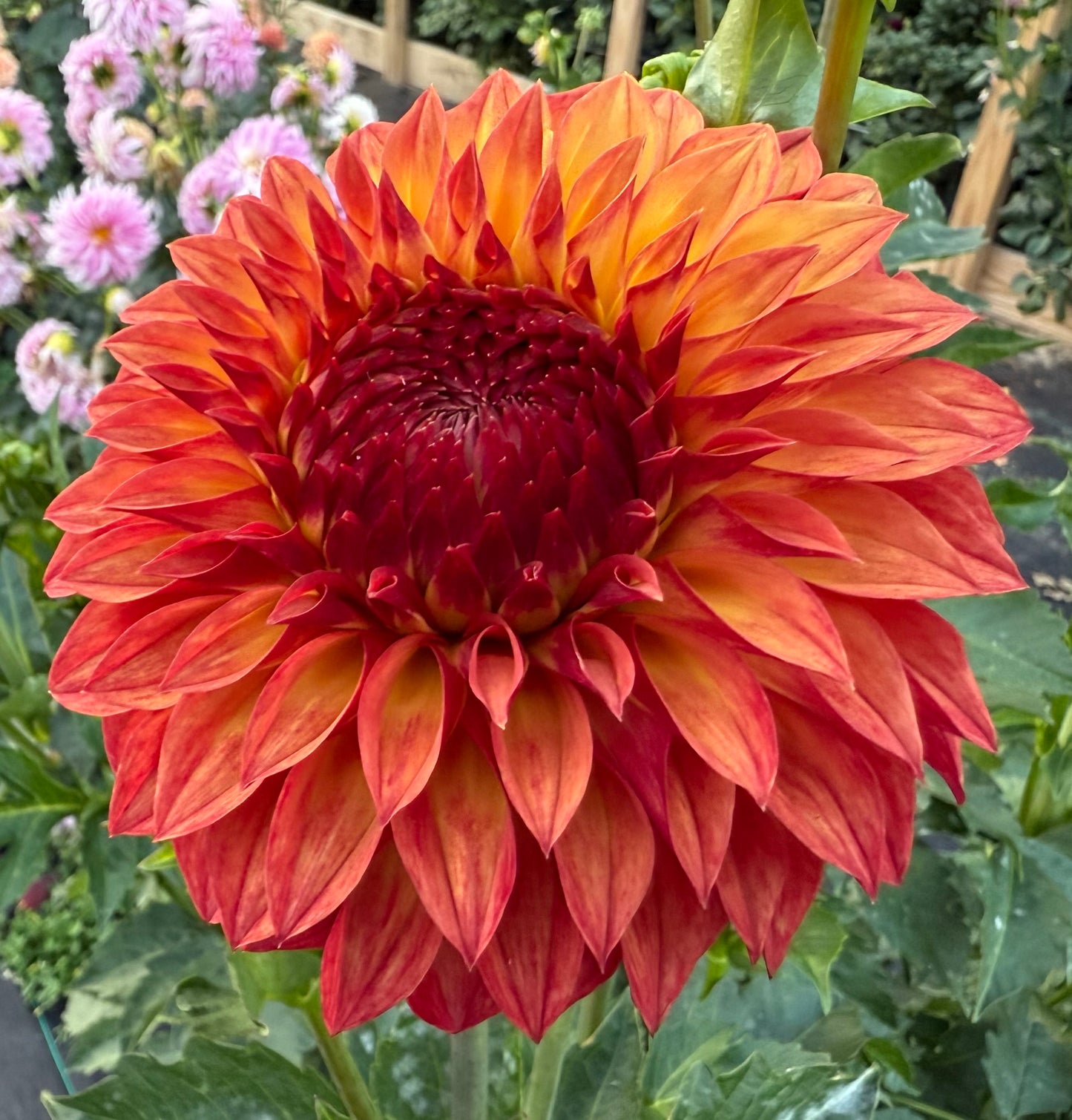 Verrone’s Sandra J - Tuber