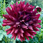 Hollyhill Black Beauty - Tuber