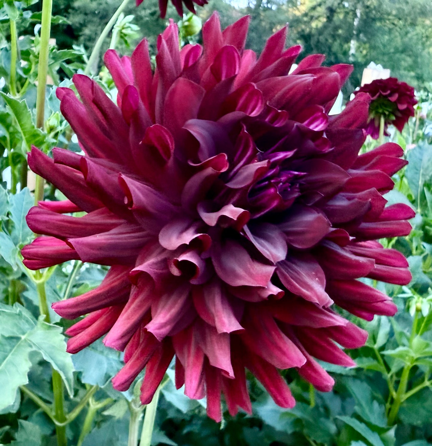 Hollyhill Black Beauty - Tuber