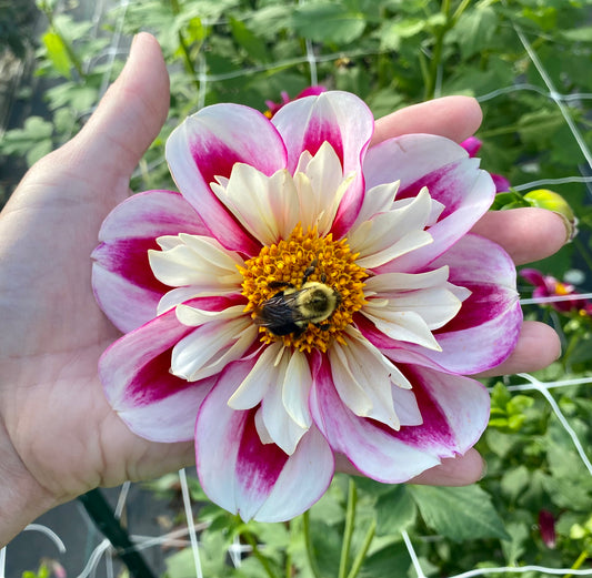 Bumble Rumble - Tuber