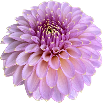 Skipley Spot of Gold - Tuber