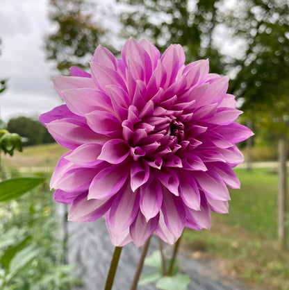 WB’s Misbehavin’ - Tuber