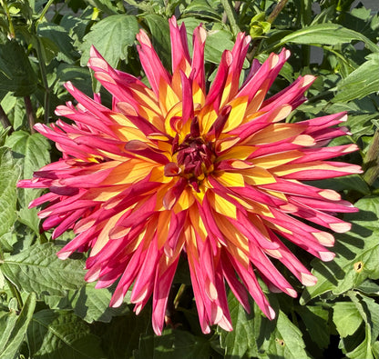 River’s Novelty - Tuber