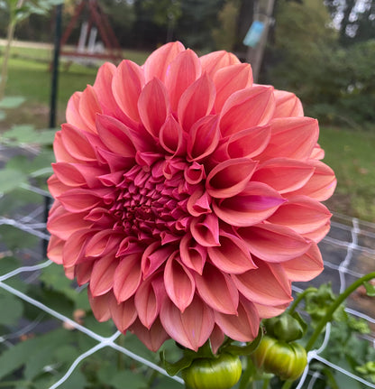 Orange Globe - Tuber