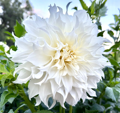 Sheila Mooney - Tuber