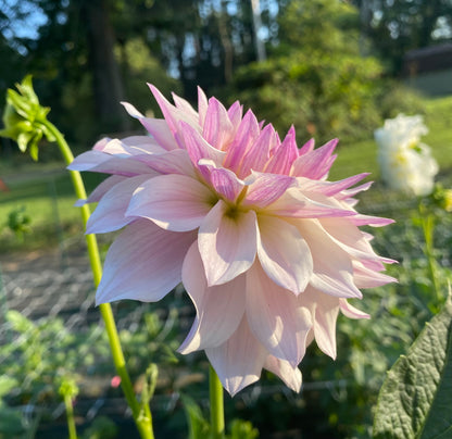 Bloomquist Compare - Tuber