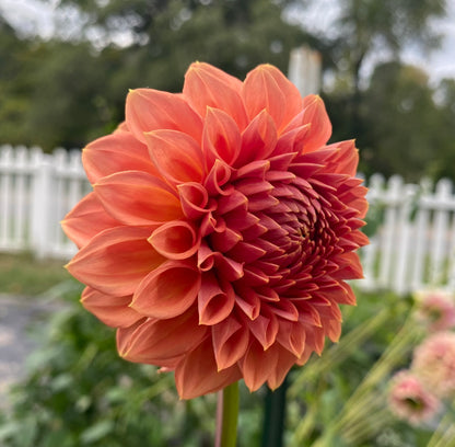 Ferncliff Apricot - Tuber