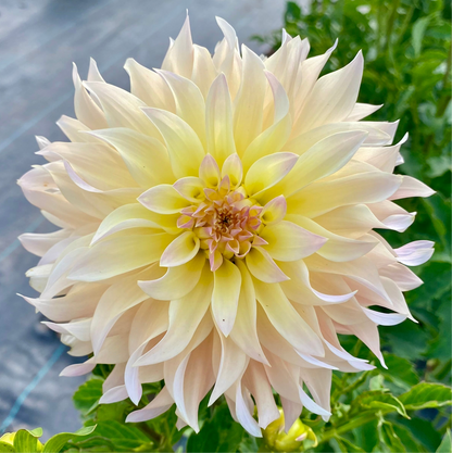 Lakeview Blush - Tuber