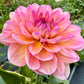 Sandia Rose - Tuber