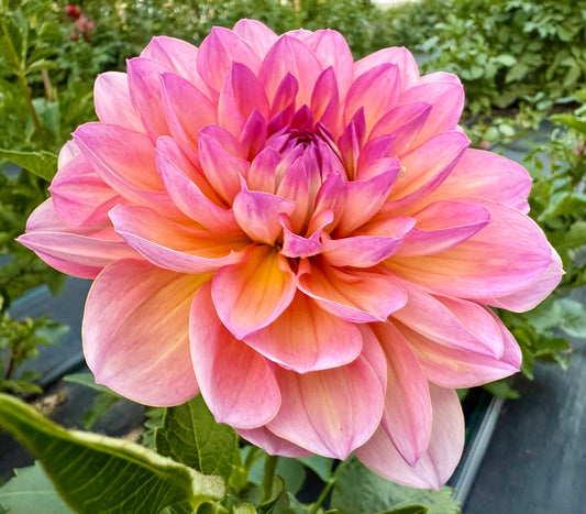 Sandia Rose - Tuber
