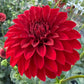 River’s Cherry Bomb - Tuber