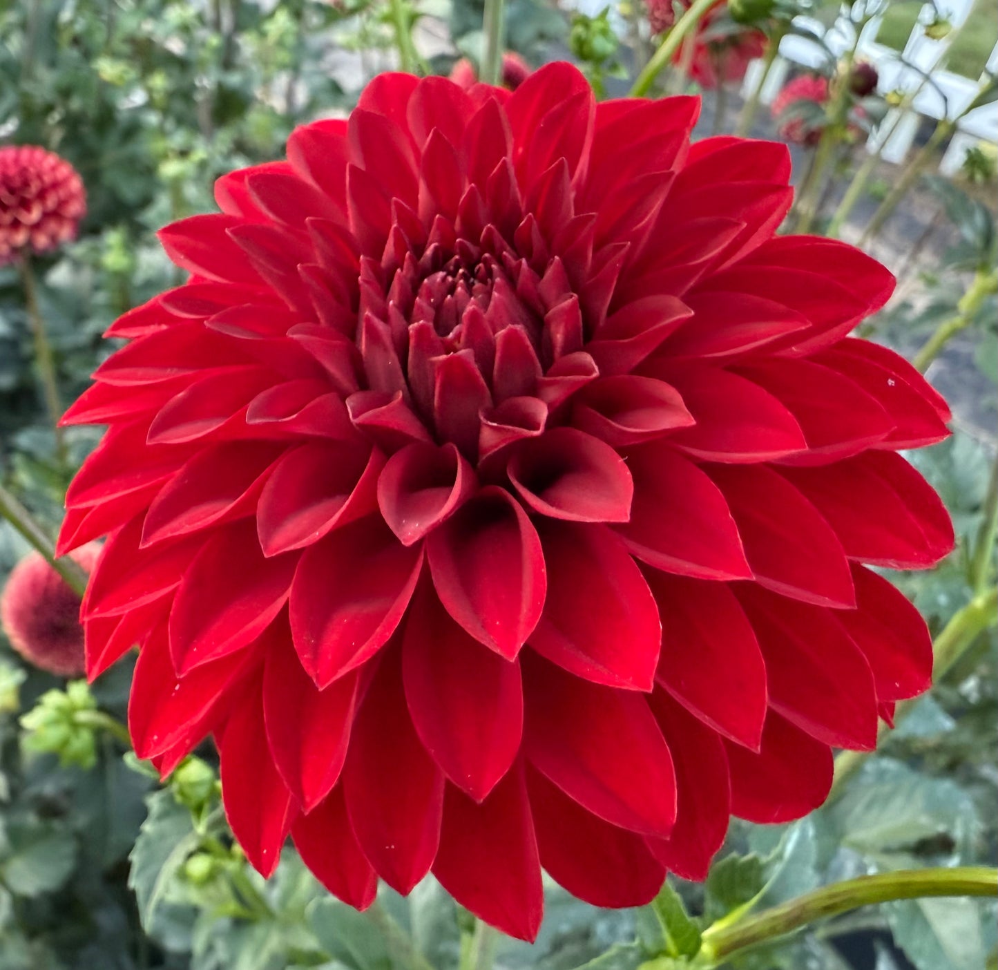 River’s Cherry Bomb - Tuber