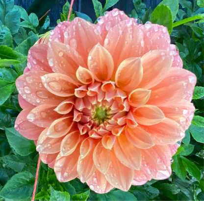 Bracken Palomino - Tuber