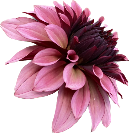 Night Silence - Tuber