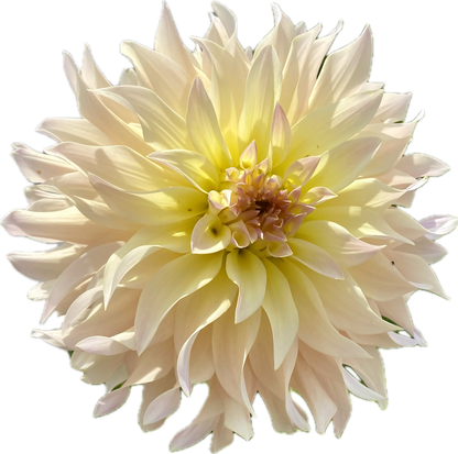 Lakeview Blush - Tuber