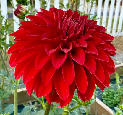 River’s Cherry Bomb - Tuber