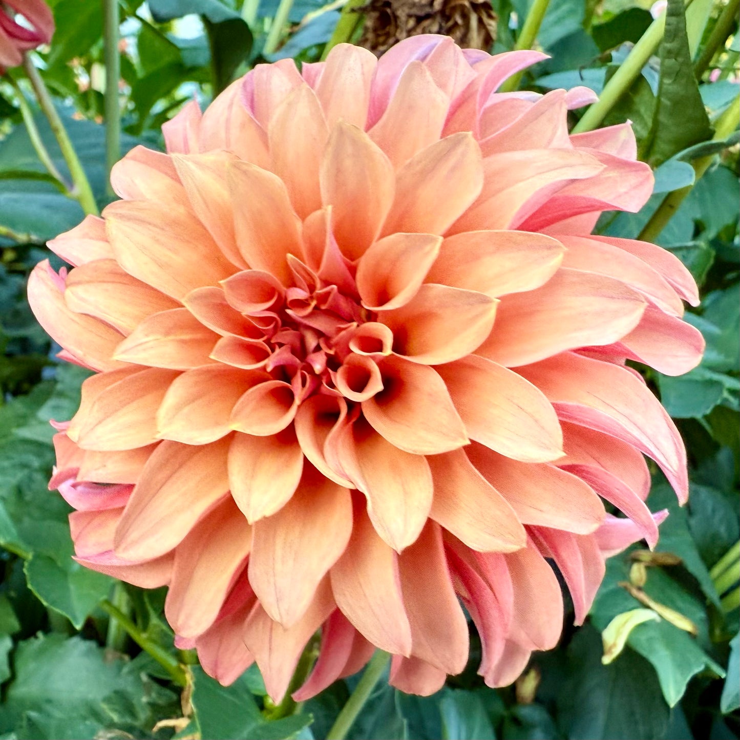 River’s Can’t Elope - Tuber