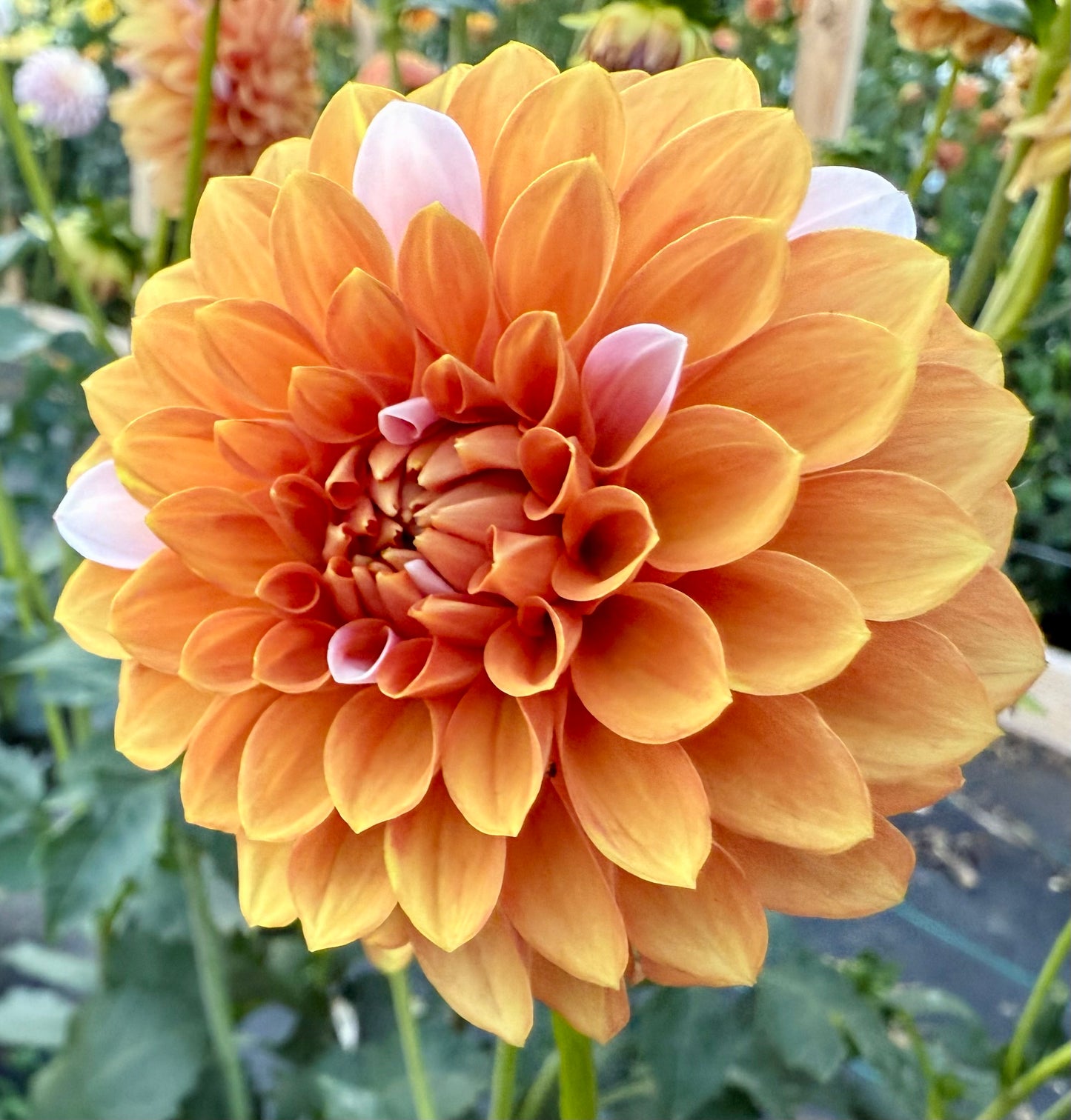 Bell’s Sienna Rose - Tuber