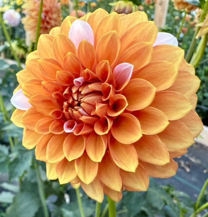 Bell’s Sienna Rose - Tuber