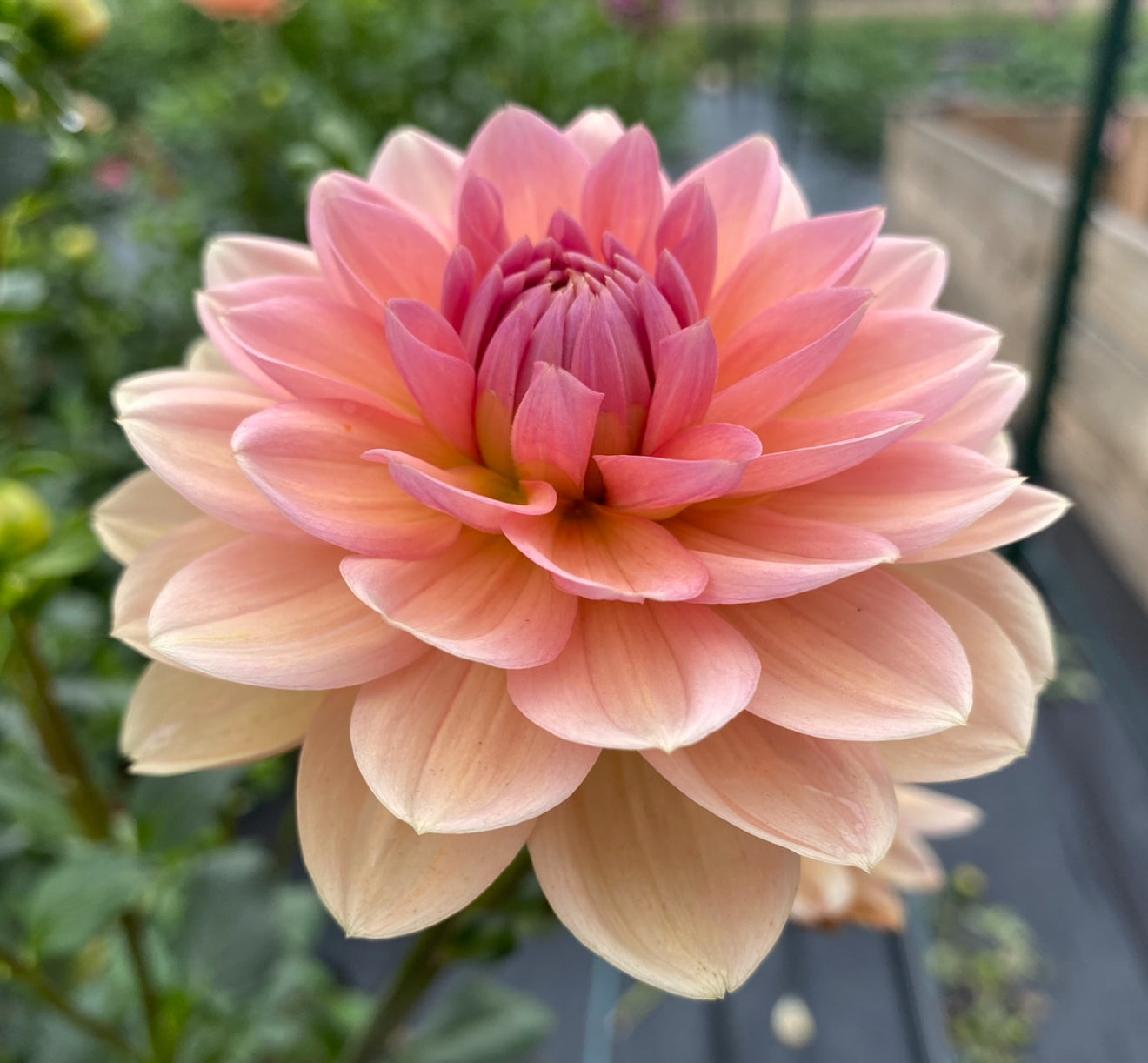 Yelno Harmony - Tuber