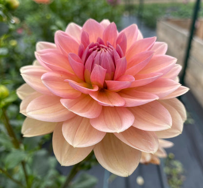 Yelno Harmony - Tuber