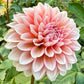 Lee’s Pineberry - TUBER