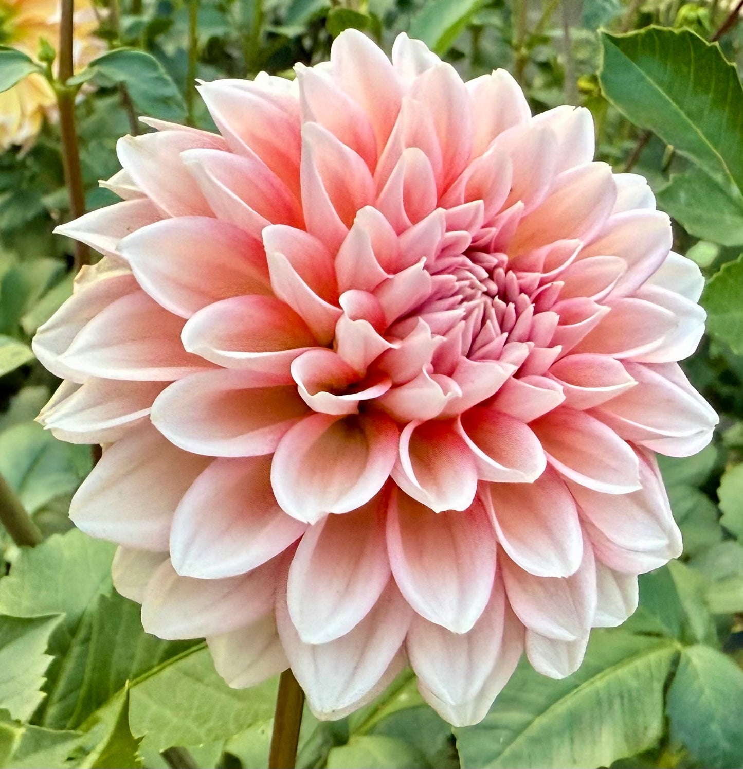 Lee’s Pineberry Trifle