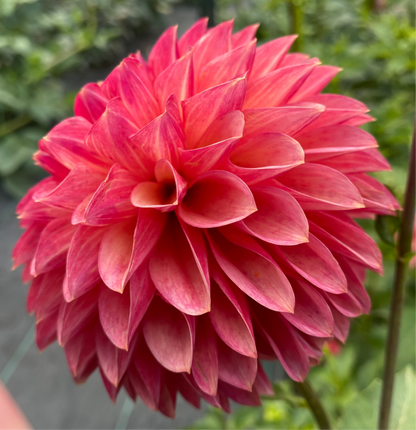 Camano Mystery - Tuber