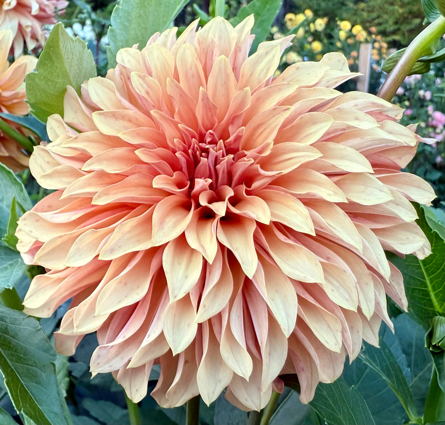 River’s Can’t Elope - Tuber