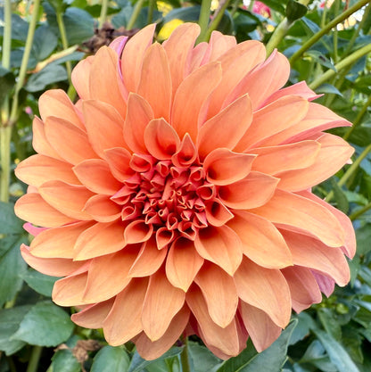 River’s Can’t Elope - Tuber