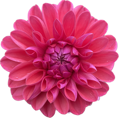 Bloomquist Curt - Tuber