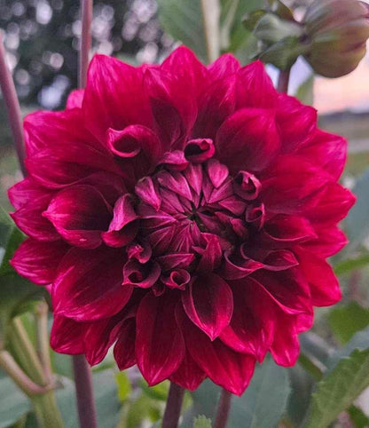 Bloomquist York - Tuber