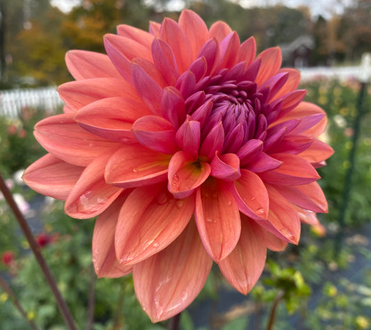 Dutch Pearl (Euro Variety) - Tuber