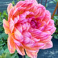 Sandia Bliss - Tuber