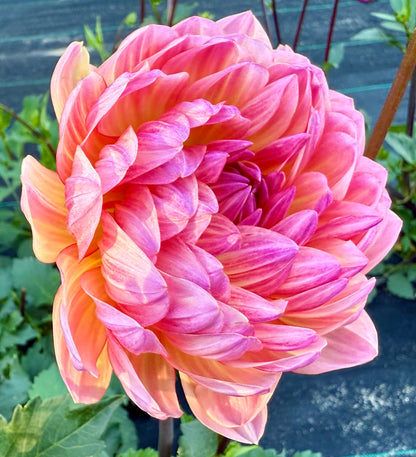 Sandia Bliss - Tuber