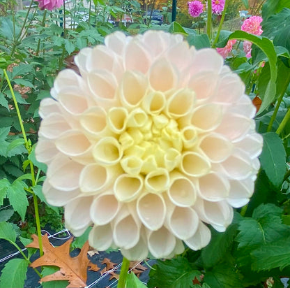 Hollyhill Pollyanna - Tuber