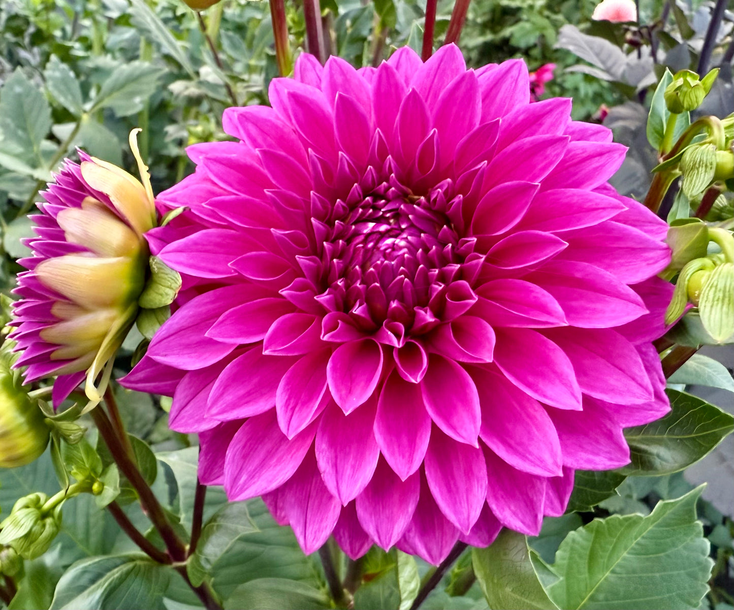 Bloomquist Ruby - Tuber