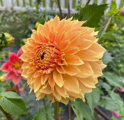 Bloomquist Sue - Tuber