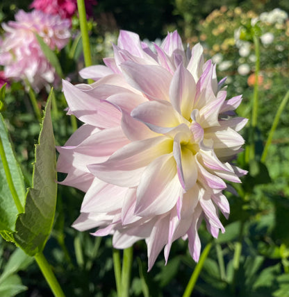 Bloomquist Compare - Tuber