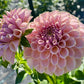 KA Cinder Rose - Tuber - LIMIT 1