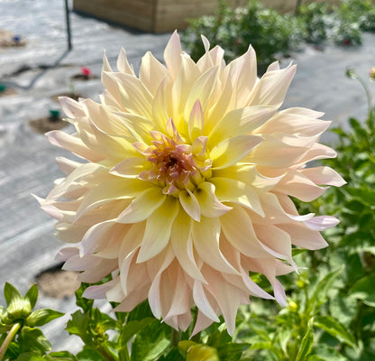 Lakeview Blush - Tuber