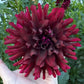 Hollyhill Black Beauty - Tuber