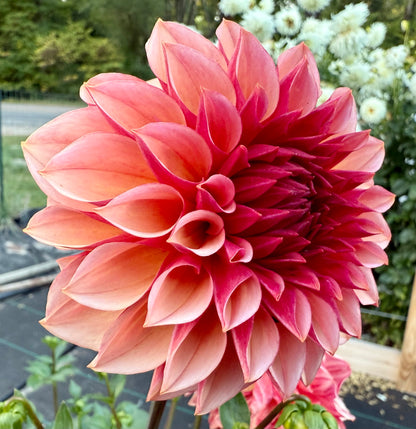 Peach Macaron (Japan variety) - Tuber