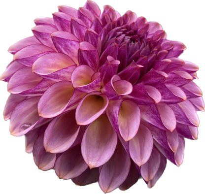 Ferncliff Thunder - Tuber