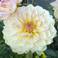 Hollyhill Lilibet - Tuber