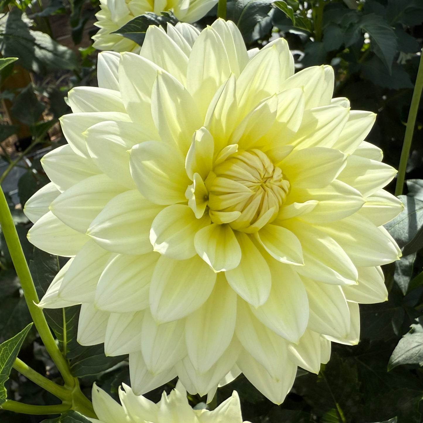 Sandia Showboat - Tuber