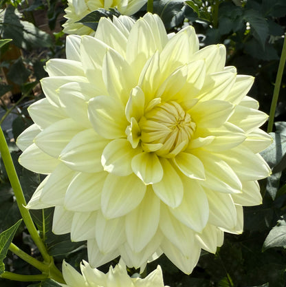 Sandia Showboat - Tuber