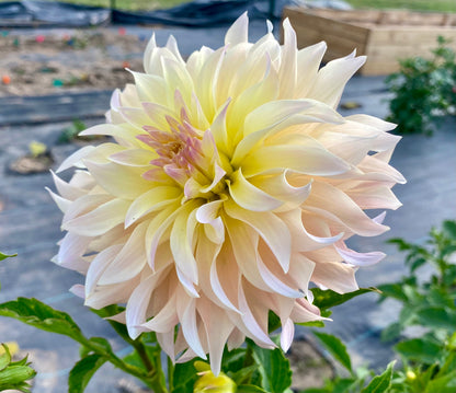 Lakeview Blush - Tuber