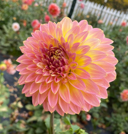 Bloomquist Jerry - Tuber